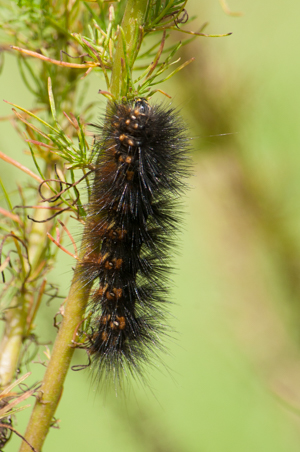 Saltmarsh moth caterpillar