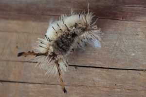 Variable tussock moth caterpillar