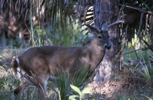 Male White-tailed deer (Buck)