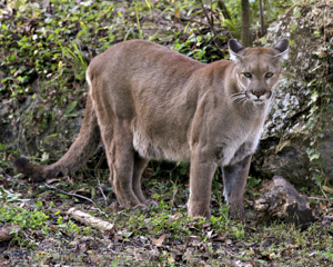 Florida Panther - Puma concolor coryi