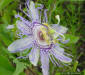 Maypop vine flower