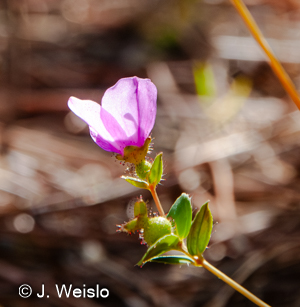 Nuttall's Meadowbeauty flower showing urnshaped