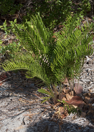 Coontie - Zamia integrifolia