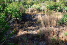 Picture of an area where feral pigs have been rooting. The damage pigs cause can take many years to heal.